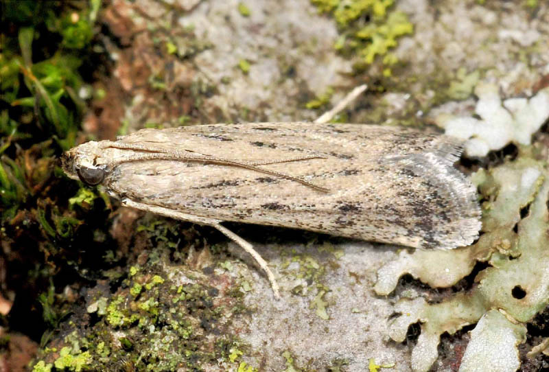 Pyralidae - Phycitodes inquinatella